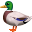 :duck: